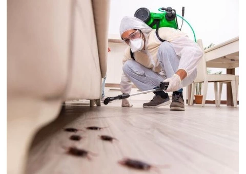 Hornet Nest Removal in London | The Wasp Guys