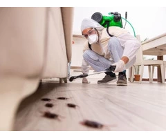Wasp Nest Removal in Surrey | The Wasp Guys