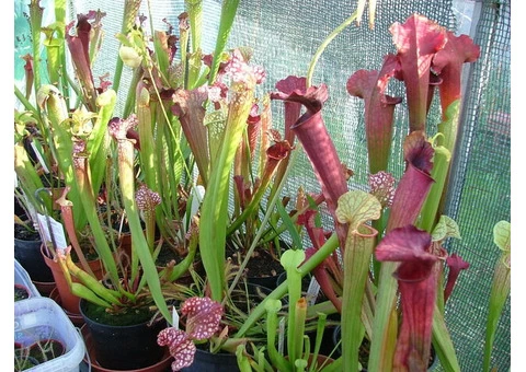 Carnivorous plants - Sundews, Pitchers, Cobra Lilies etc - 1/9