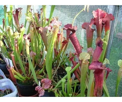 Carnivorous plants - Sundews, Pitchers, Cobra Lilies etc