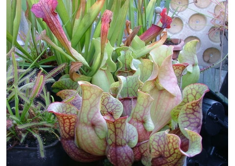 Carnivorous plants - Sundews, Pitchers, Cobra Lilies etc - 2/9