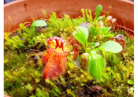 Carnivorous plants - Sundews, Pitchers, Cobra Lilies etc - 3/9
