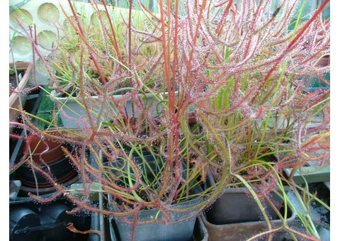 Carnivorous plants - Sundews, Pitchers, Cobra Lilies etc - 4/9
