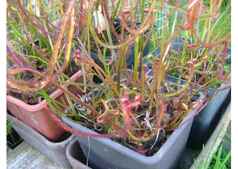 Carnivorous plants - Sundews, Pitchers, Cobra Lilies etc - 5/9