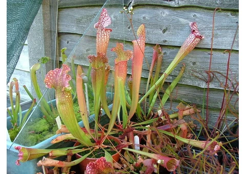 Carnivorous plants - Sundews, Pitchers, Cobra Lilies etc - 7/9