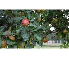 Take Care of Your Garden with Help from Professional Tree Surgeons