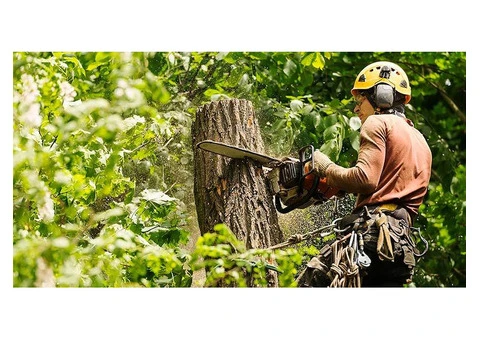 Tree removal near me