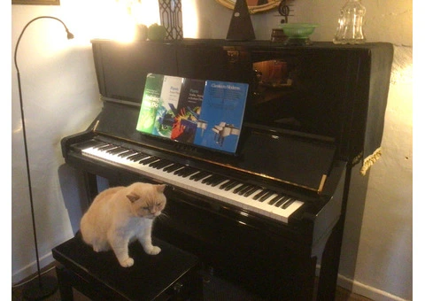 Beginners’ Piano and music theory lessons