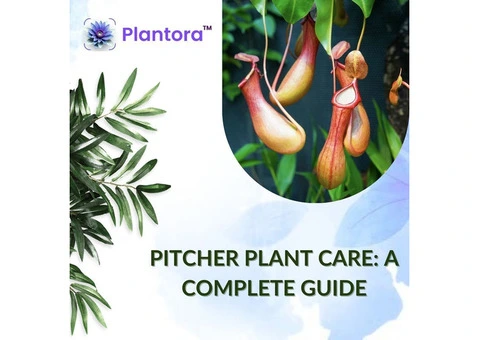 Pitcher Plant Care Guide