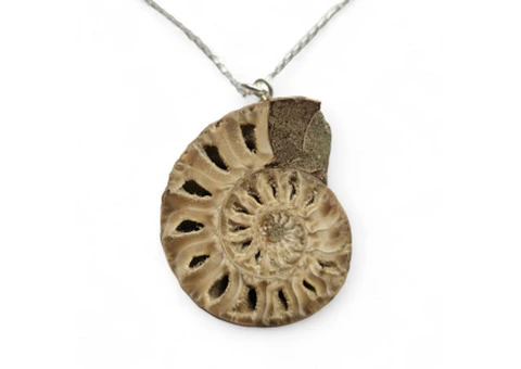 Interesting facts to know about Ammonite Fossil