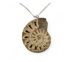 Interesting facts to know about Ammonite Fossil