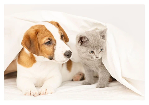 Protect Your Furry Friend's Safety with Mobile Cat Microchipping Service - 2/2