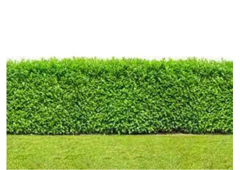 hedge trimming at special offer prices
