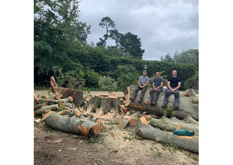 Dorset Tree Surgeons