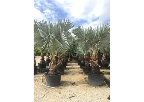 Palm trees for Sale Wholesale Exotic Tropical Palms 99£ 9ft 2,8m cycas Yucca UK - 1/10