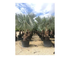 Palm trees for Sale Wholesale Exotic Tropical Palms 99£ 9ft 2,8m cycas Yucca UK