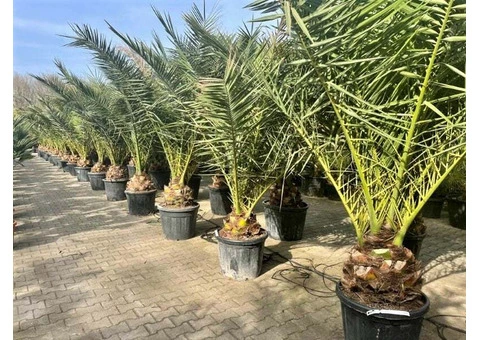 Palm trees for Sale Wholesale Exotic Tropical Palms 99£ 9ft 2,8m cycas Yucca UK - 2/10