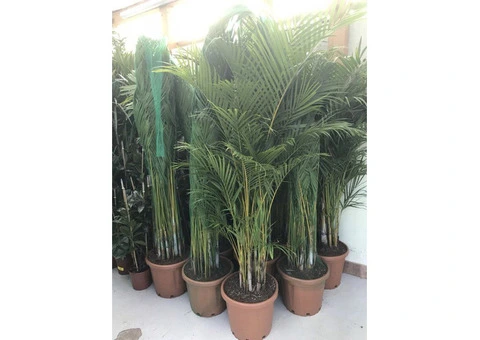 Palm trees for Sale Wholesale Exotic Tropical Palms 99£ 9ft 2,8m cycas Yucca UK - 3/10