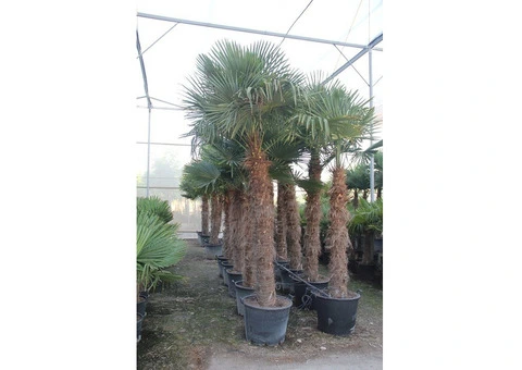 Palm trees for Sale Wholesale Exotic Tropical Palms 99£ 9ft 2,8m cycas Yucca UK - 4/10
