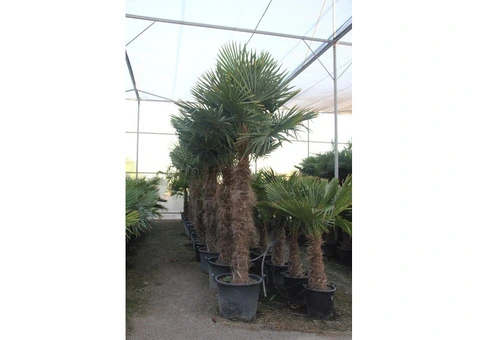 Palm trees for Sale Wholesale Exotic Tropical Palms 99£ 9ft 2,8m cycas Yucca UK - 5/10