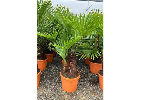 Palm trees for Sale Wholesale Exotic Tropical Palms 99£ 9ft 2,8m cycas Yucca UK - 6/10