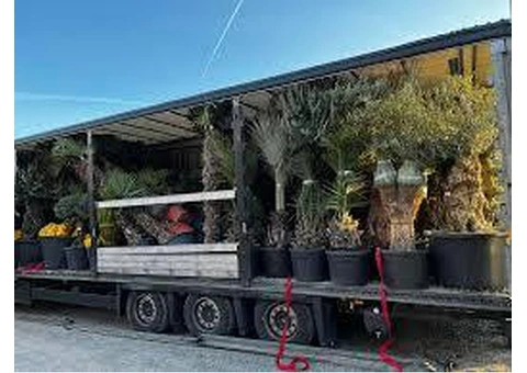 Palm trees for Sale Wholesale Exotic Tropical Palms 99£ 9ft 2,8m cycas Yucca UK - 7/10