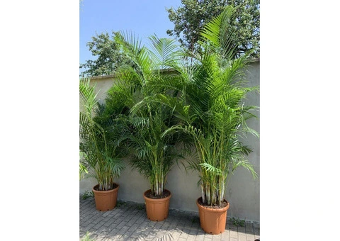 Palm trees for Sale Wholesale Exotic Tropical Palms 99£ 9ft 2,8m cycas Yucca UK - 8/10