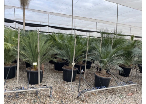 Palm trees for Sale Wholesale Exotic Tropical Palms 99£ 9ft 2,8m cycas Yucca UK - 9/10