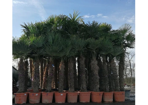 Palm trees for Sale Wholesale Exotic Tropical Palms 99£ 9ft 2,8m cycas Yucca UK - 10/10