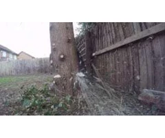 Tree Surgeon | Tree Surgery  Services in  Cheshire