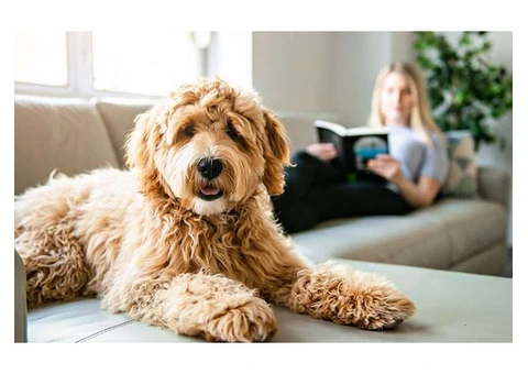 One-stop solution for Derby Dog Walks & Pet Care by Her Pet Shop