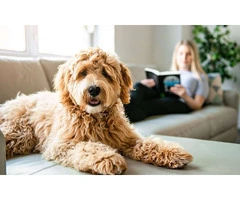 One-stop solution for Derby Dog Walks & Pet Care by Her Pet Shop