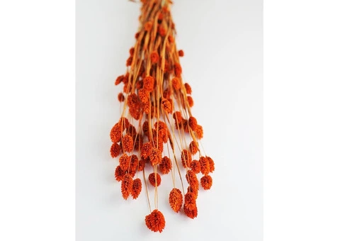 Spring Delights: Preserved Ruscus, Dried Silver Grass, and More at Dried Flowers & Decor - 1/7