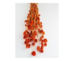Spring Delights: Preserved Ruscus, Dried Silver Grass, and More at Dried Flowers & Decor