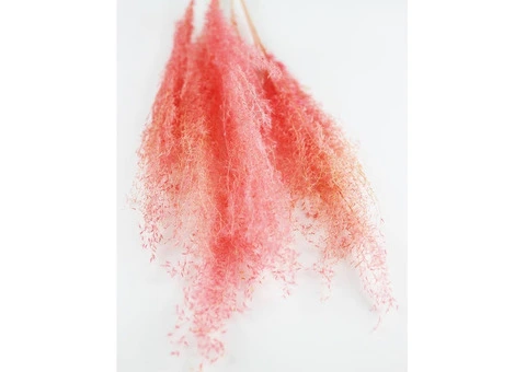 Spring Delights: Preserved Ruscus, Dried Silver Grass, and More at Dried Flowers & Decor - 5/7