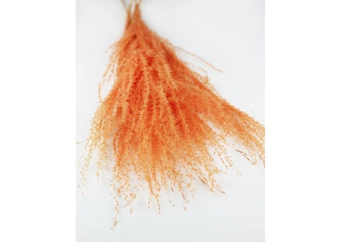 Spring Delights: Preserved Ruscus, Dried Silver Grass, and More at Dried Flowers & Decor - 6/7