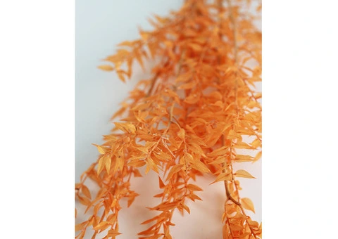 Spring Delights: Preserved Ruscus, Dried Silver Grass, and More at Dried Flowers & Decor - 7/7
