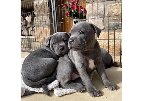 7/YRS Experienced/ M/F Blue Staffordshire Bull Terrier Pups