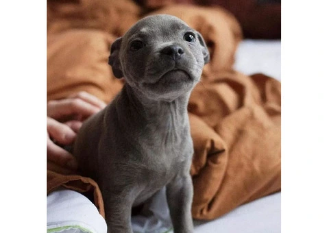 7/YRS Experienced/ M/F Blue Staffordshire Bull Terrier Pups - 2/2
