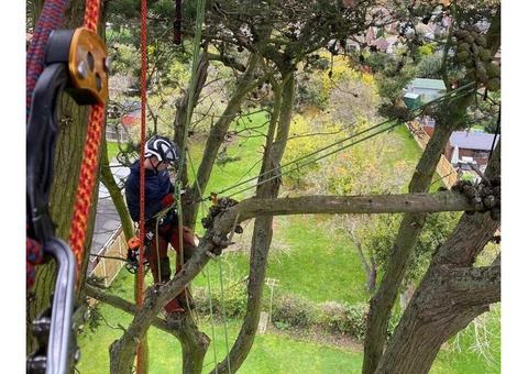 Professional Tree Surgeon in Faversham - Oakley Jones Tree Services