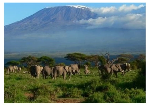 Kilimanjaro expedition offers for 2024 and 2025 - 1/6