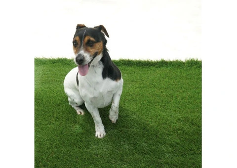 Adelaide 20mm Artificial Grass - 8 Years Warranty