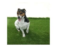 Adelaide 20mm Artificial Grass - 8 Years Warranty