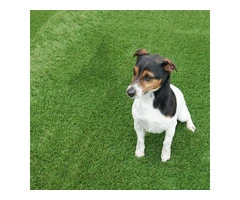 Discover Luxury with Shamrock 40mm Artificial Grass!