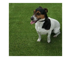 Pawsitively Perfect! Madidi 30mm Pet-Friendly Artificial Grass (8 Year Warranty)