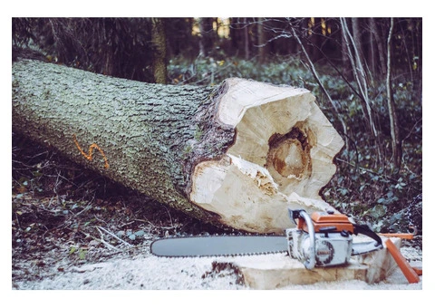 Croydon's Tree Whisperers - Nurturing Nature's Guardians - 2/5
