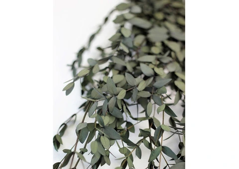 Buy Preserved Eucalyptus Parvifolia Stems - Dark Green Bunch, 70cm - 1/3