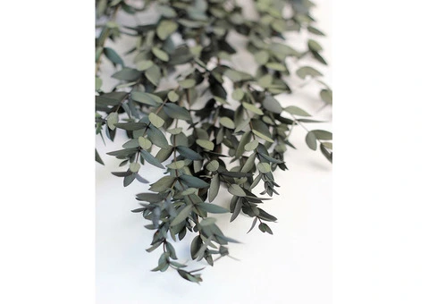 Buy Preserved Eucalyptus Parvifolia Stems - Dark Green Bunch, 70cm - 2/3