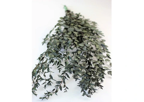 Buy Preserved Eucalyptus Parvifolia Stems - Dark Green Bunch, 70cm - 3/3