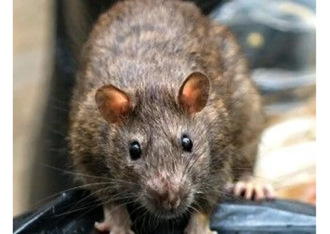 Keep Your Home Pest-Free with Begone Pest - Trusted Pest Control Services in Bromley - 3/3